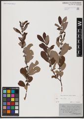 Foto von Salix aurita L.